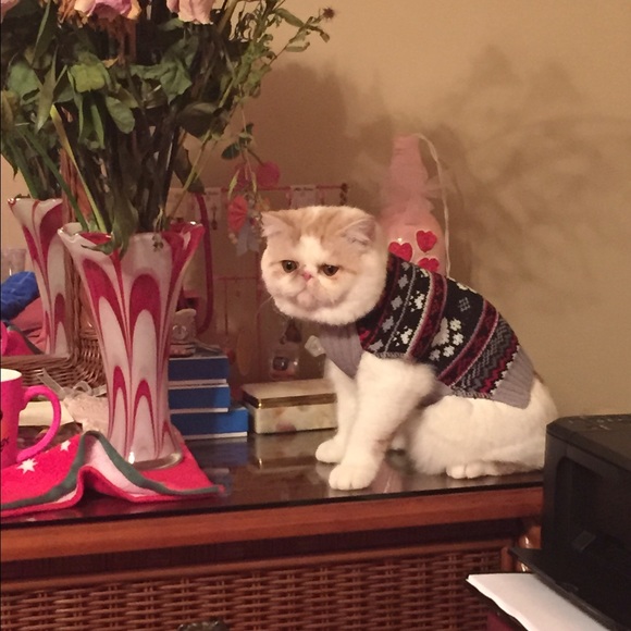 Cat for sale - Picture 2 of 3