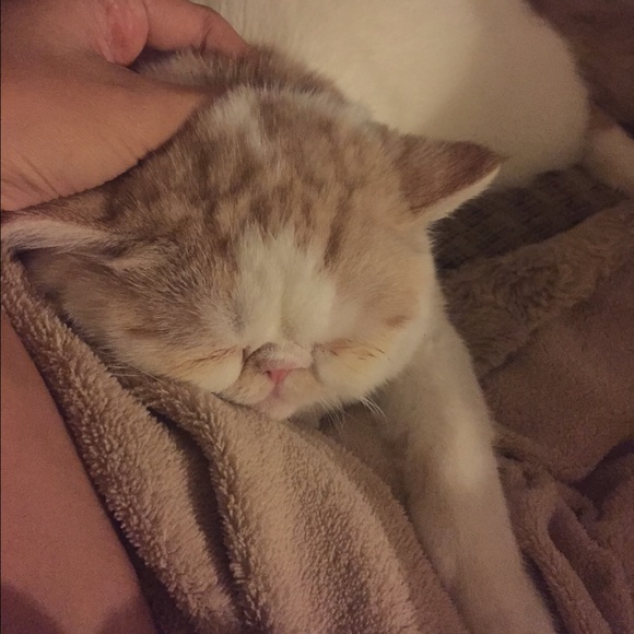 Cat for sale - Picture 3 of 3