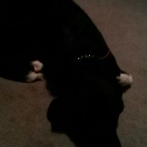 Meet your Posher, Sandy