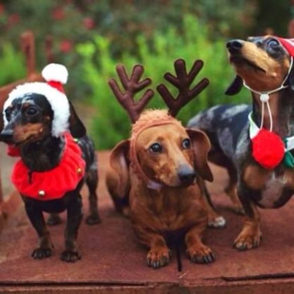 Meet your Posher, Rhonda