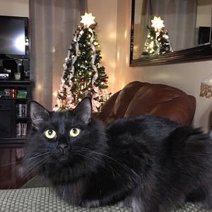 Meet your Posher, Desiree