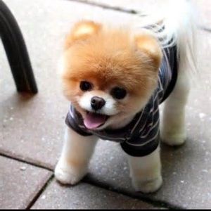 Meet your Posher, Brit