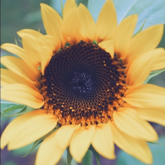 Meet your Posher, Hallie