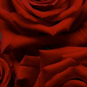 Meet your Posher, Sylvia