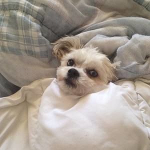 Meet your Posher, Dana