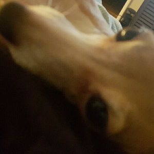 Meet your Posher, Sam