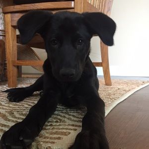 Meet your Posher, Paige