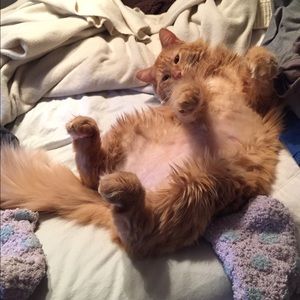 Meet your Posher, Meghan