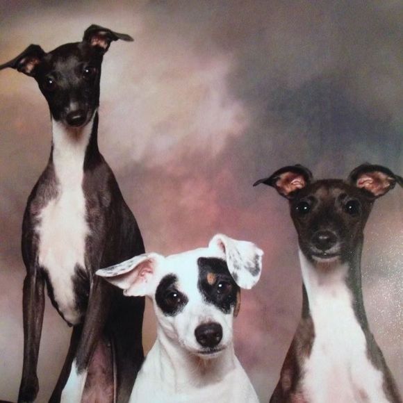 Meet your Posher, Sheila - Picture 1 of 1