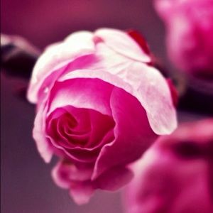 Meet your Posher, Khin