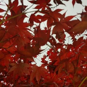 Meet your Posher, Marcel