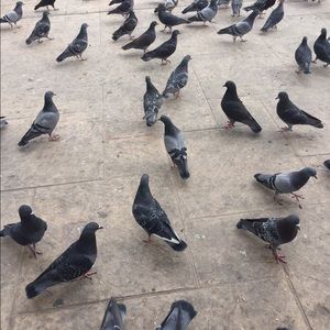 Meet your Posher, Klau