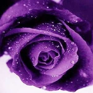 Meet your Posher, Dorothy