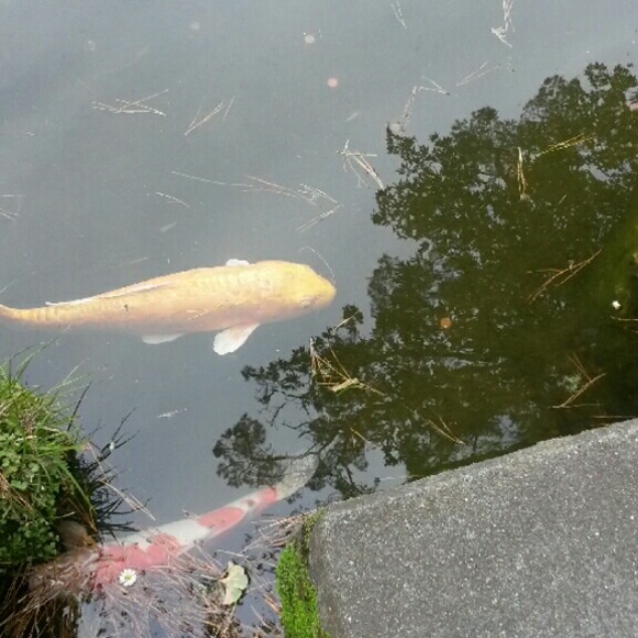 Meet your Posher, Lily - Picture 1 of 1