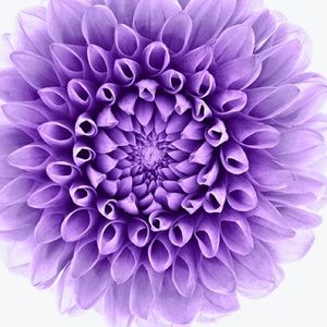 Meet your Posher, Bianca