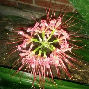 Meet your Posher, Graciela