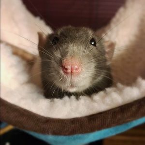 Meet your Posher, Emma