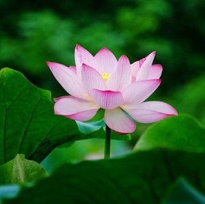 Meet your Posher, Jin