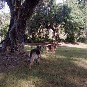 Meet your Posher, Ginger