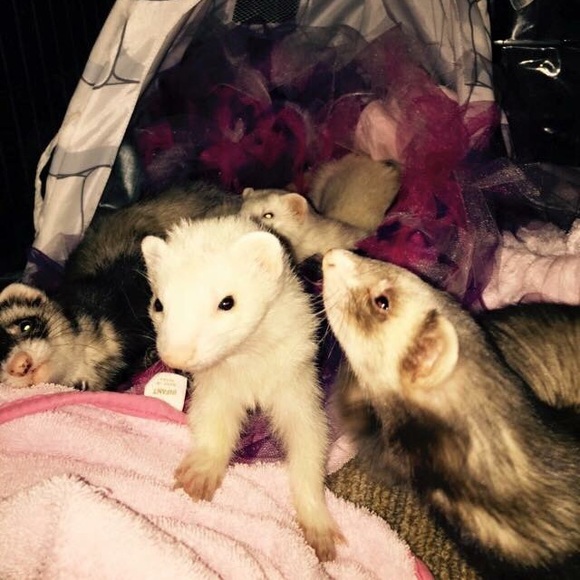 Hi my mommy sent me, to explain a couple of things - Picture 2 of 4