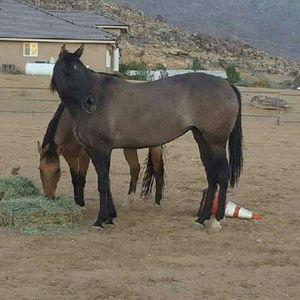 Meet your Posher, Madi