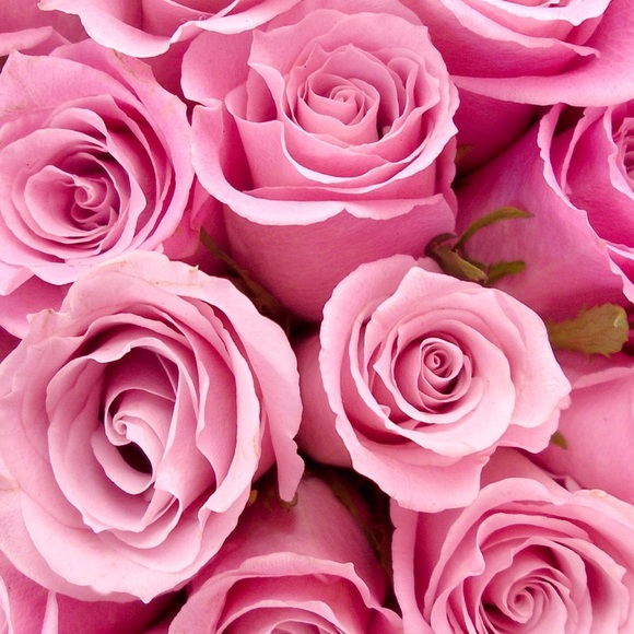 Bundle for @dianapoli