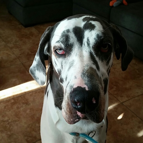 Meet your Posher, Walter