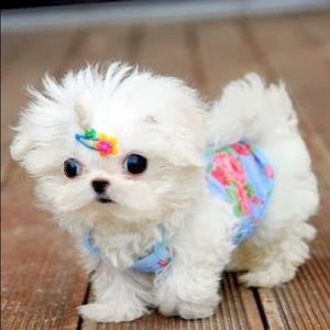 Meet your Posher, Connie