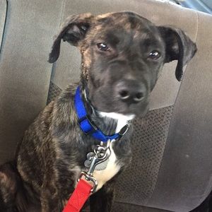 Meet your Posher, Lupe