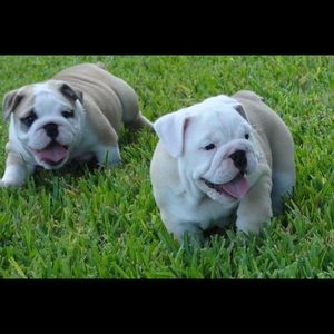 Meet your Posher, Andres