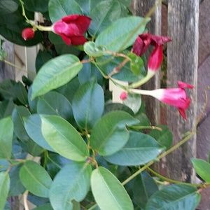 Meet your Posher, Isabel