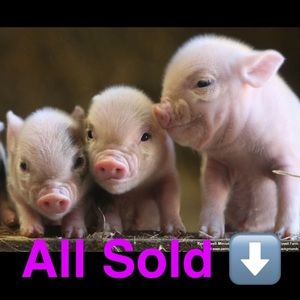 🐷SOLD SOLD SOLD🐷