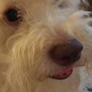 Meet your Posher, Ilsa