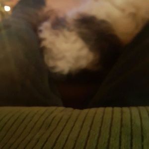 Meet your Posher, Joey