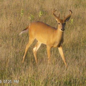 Meet your Posher, Tj thomas