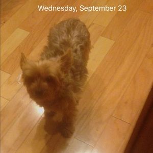 Meet your Posher, Dana