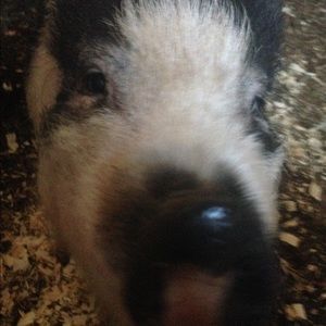 Meet your Posher, Megan