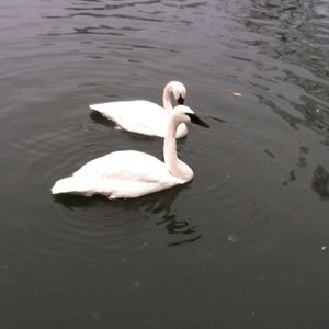 Meet your Posher, Hanna