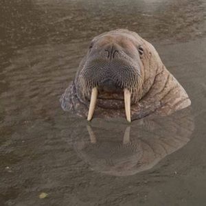 Meet your Posher, Marissa