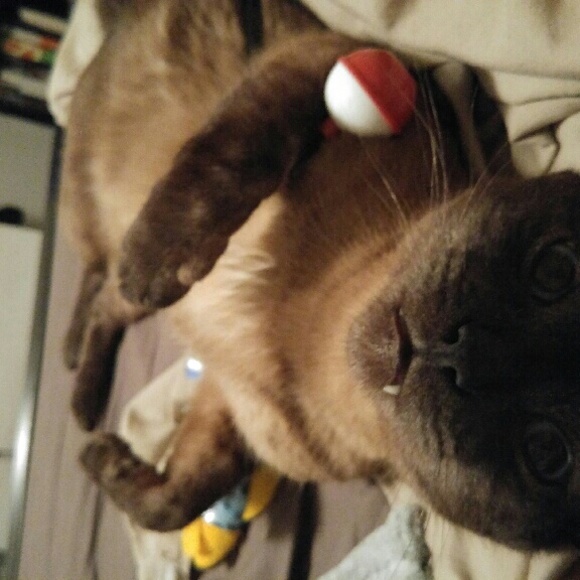 Meet your Posher, Samantha - Picture 2 of 2