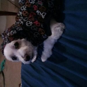 Meet your Posher, Phin