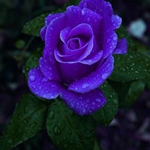 Meet your Posher, Charlene