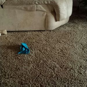 Meet your Posher, Lacye