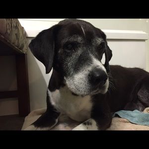 Meet your Posher, Alex