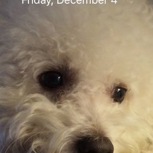 Meet your Posher, Holly