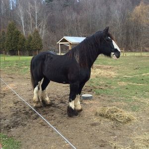 Meet your Posher, Brady