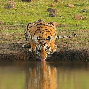 Meet your Posher, Anthony