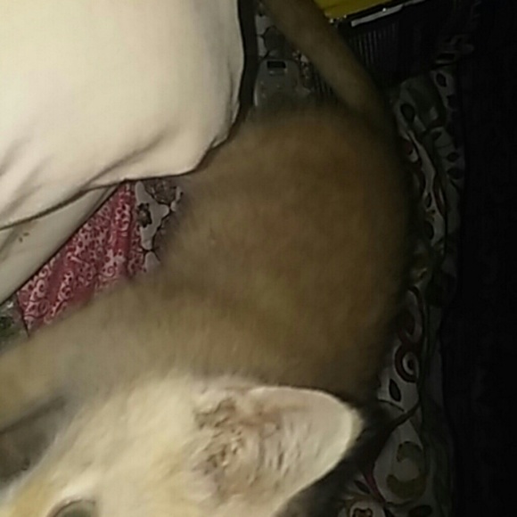 Meet your Posher, Sheri - Picture 1 of 1