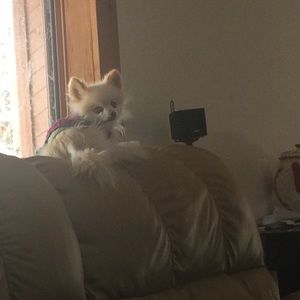 Meet your Posher, Brandy