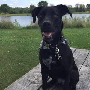 Meet your Posher, Mickey